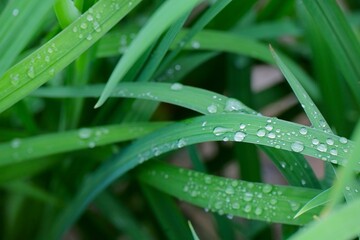 dew on grass