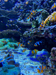coral reef and fish