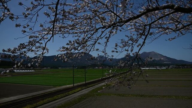 桜咲く藤原岳山麓を走る801系普通列車 （三岐鉄道 三岐線 丹生川 - 三里, 2025年4月）