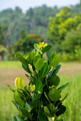 A vibrant young tree with glossy green leaves stands upright in the middle of a rural grassy field.