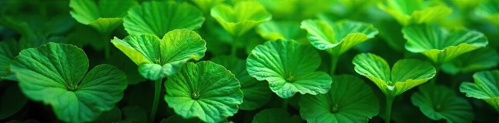 Obraz premium Vibrant green leaves, lush foliage, flourishing nature, representing pride and growth Perfect for environmental, nature, and LGBTQ+ themed projects , sprout, rainforest, leaves