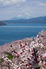 梅満開の壮瞥公園の展望台から洞爺湖 羊蹄山が見渡せる絶景