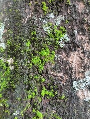 moss growing on mango tree trunks