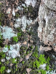 moss growing on mango tree trunks