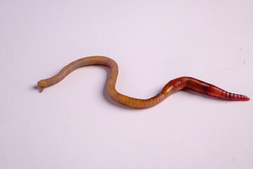 Earthworm crawling on white background for biology display