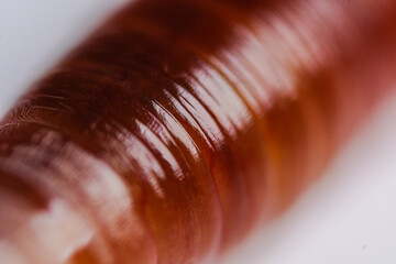 Super macro image showing segmented body of earthworm