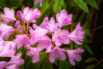 Pink rhododendron flowers close-up May 2025 Northumberland UK