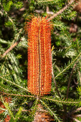 Heath Banksia plant in flower
