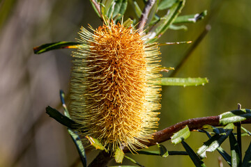 Silver or Honeysuckle Banksia
