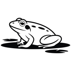 frog on a white background