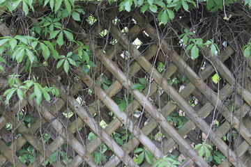 Green grass and fence. A close-up of fence in wood with plant. Nature background for presentation...