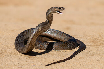 Australian highly venomous Eastern Brown Snake in defensive stance