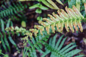 Close-up of a vibrant green fern frond unfurling in a forest, showing new growth and the beauty of...