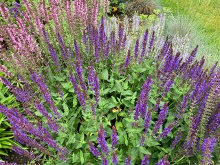 Russian sage in the garden