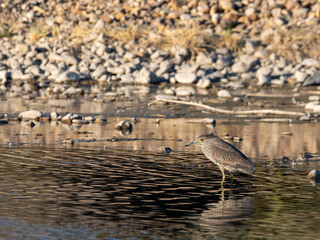 Juvenile Black-crowned Night Heron