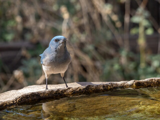 Mexican Jay