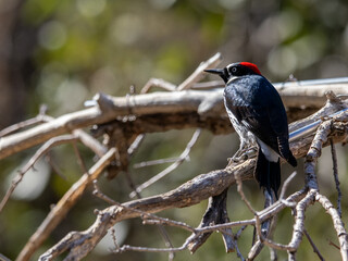 Acorn Woodpecker