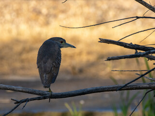 Juvenile Black-crowned Night Heron