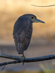 Juvenile Black-crowned Night Heron