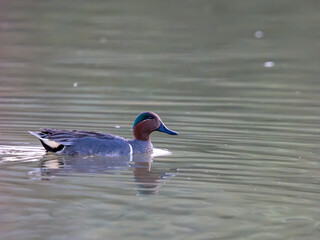 Green-winged Teal