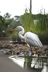 Eastern great egret (Ardea alba modesta)  looking for some food in the water