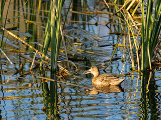 Female Cinnamon Teal