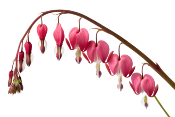 Bleeding Heart Flower Isolated on Transparent White Background