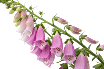 Digitalis Flower Isolated on Transparent White Background Studio