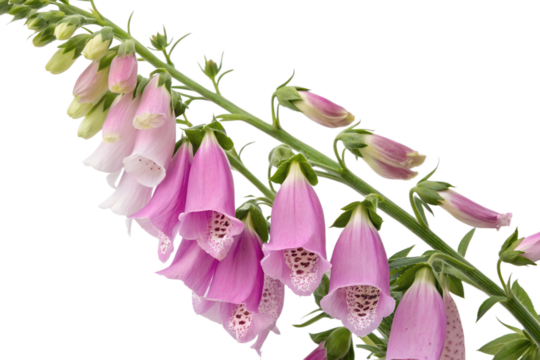 Digitalis Flower Isolated on Transparent White Background Studio