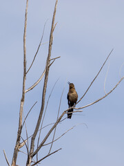 Grackle