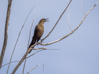 Grackle