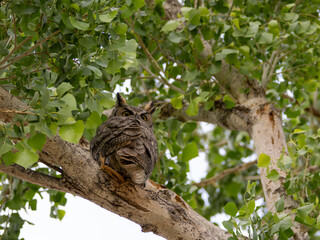 Great Horned Owl