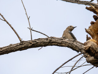 Gila woodpecker perched on branch