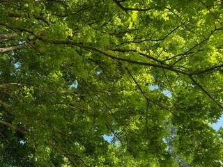 Beautiful tree crown with green leaves as background, closeup
