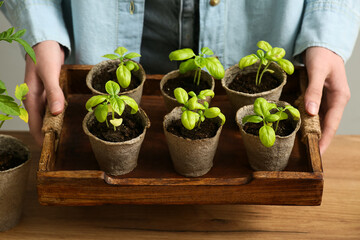 Woman holding wooden tray with plant seedlings in peat pots, closeup