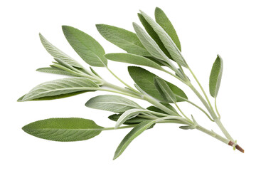 Sage Leaves Isolated on Transparent White Background Fresh