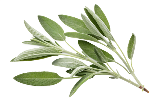 Sage Leaves Isolated on Transparent White Background Fresh