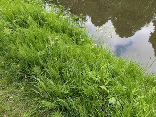 Green grass and other plants growing near canal outdoors