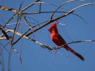 Northern Cardinal