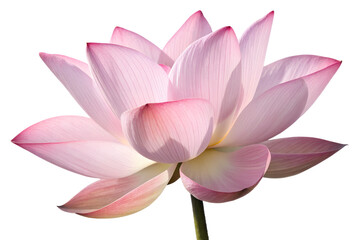 Isolated Lotus Flower Blossom on Transparent White Background