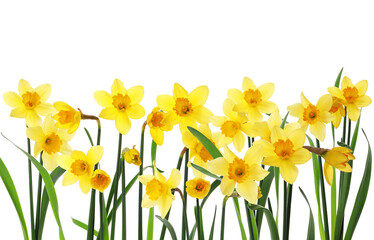 Beautiful yellow daffodil flowers on white background