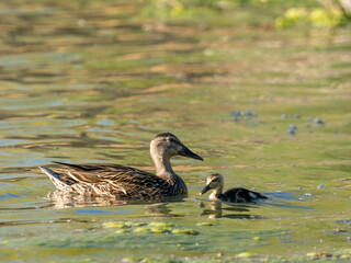 Mallards