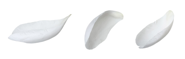 Beautiful peony petals on white background, set