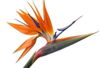 Isolated Mimosa Flower On Transparent White Background Image