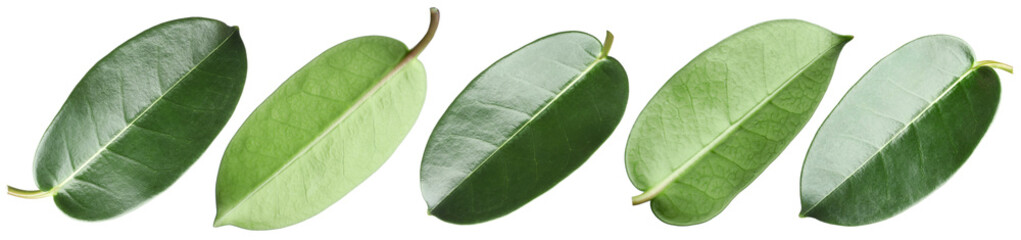 Many green leaves isolated on white, set