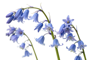 Isolated Bluebell Flowers on Transparent White Background Illustration
