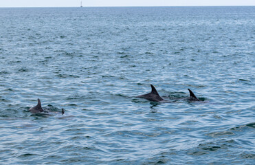 Naklejka premium Dolphin sighing in Panama City Beach 