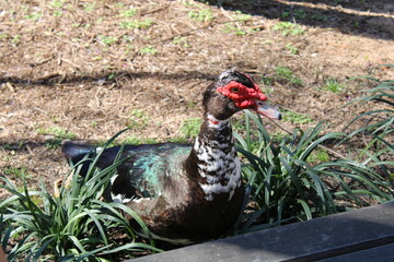 duck in the field