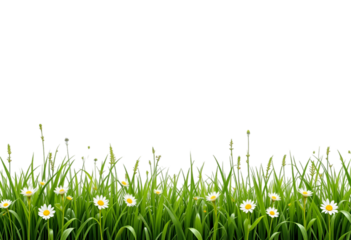 Realistic green grass field with flowers, transparent background, grass texture for design projects, seamless grass effect, photo-realistic grass background for website banners, posters and flyer.