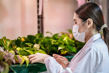 A scientist in a mask, goggles, and hairnet closely examines green plants in a lab setting. The...